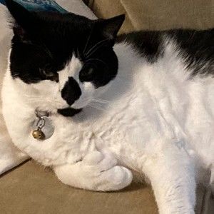 Meet your Posher, Evangeline